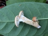 Ripartitella brasiliensis image