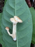 Ripartitella brasiliensis image