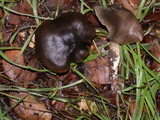 Entoloma ferruginans image