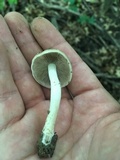 Cystoagaricus subamarus image