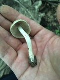 Cystoagaricus subamarus image
