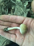 Cystoagaricus subamarus image