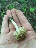 Cystoagaricus subamarus image