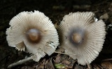 Amanita sect. Vaginatae image