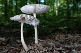 Amanita sect. Vaginatae image