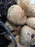 Pholiota squarrosa image