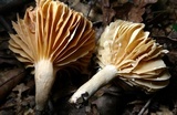 Lactarius subplinthogalus image