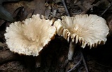 Lactarius subplinthogalus image