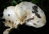 Lactarius psammicola image