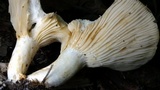Lactarius psammicola image