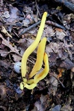 Clavulinopsis fusiformis image