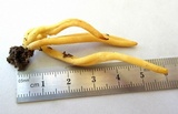 Clavulinopsis fusiformis image