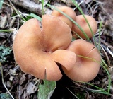 Cantharellus persicinus image