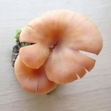 Cantharellus persicinus image