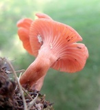 Cantharellus persicinus image