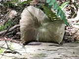 Megacollybia rodmanii image