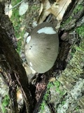 Megacollybia rodmanii image