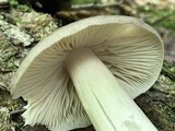 Megacollybia rodmanii image