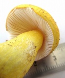 Russula flavida image
