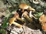 Cortinarius corrugatus image
