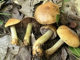 Cortinarius corrugatus image