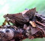 Galiella rufa image