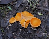 Sowerbyella rhenana image