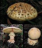 Amanita ochrophylloides image