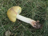 Amanita flavorubens image