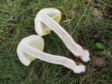 Amanita flavorubens image