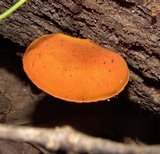 Gymnopilus liquiritiae image