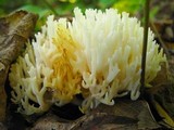 Ramariopsis kunzei image