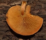 Gymnopilus liquiritiae image