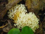 Ramariopsis kunzei image