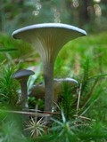 Cantharellula umbonata image