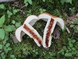 Russula fragrantissima image