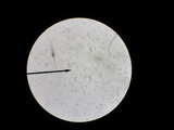 Russula fragrantissima image