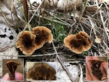 Coltricia cinnamomea image