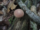 Gymnopus fasciatus image
