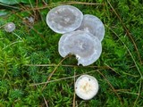 Cantharellula umbonata image