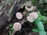 Gymnopus fasciatus image
