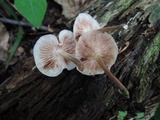 Gymnopus fasciatus image