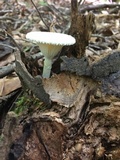 Pleurotus dryinus image