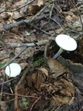 Pleurotus dryinus image
