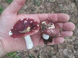 Russula vinacea image