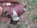 Russula vinacea image