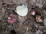 Russula vinacea image