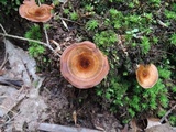 Coltricia cinnamomea image