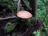 Tylopilus felleus image