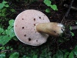 Tylopilus felleus image
